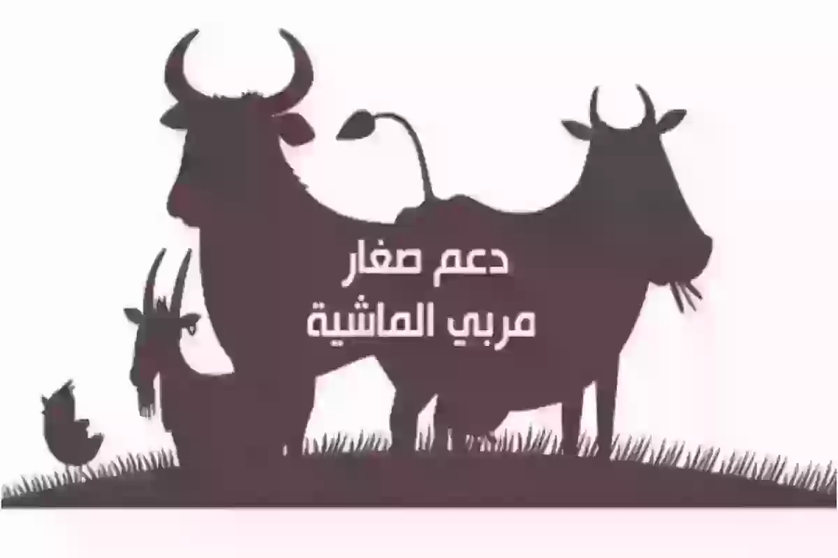 بخطوات بسيطة وسهلة.. طريقة استخدام حاسبة دعم المواشي portal.mewa.gov.sa