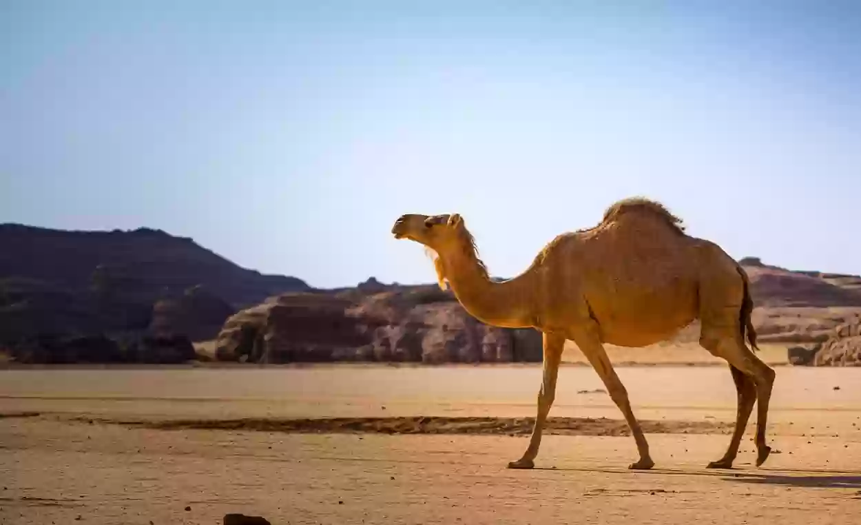 الجربوع وش يرجعون؟ أصل وديرة الجربوع