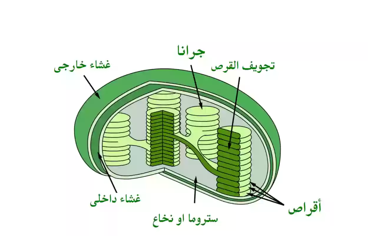 ما هي الوظيفة الاساسية للبلاستيدات الخضراء في خلايا النباتات