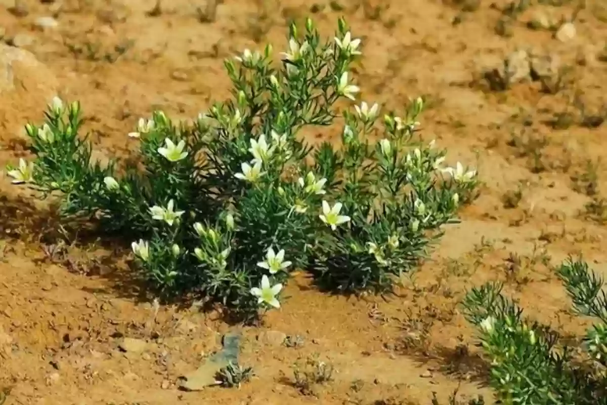  ما هي أشد النباتات السمية في المناطق السعودية في الفترة الحالية