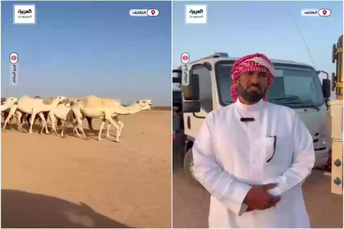 مختص في نقل ملكات جمال الإبل يكشف أسعار أغلى الإبل